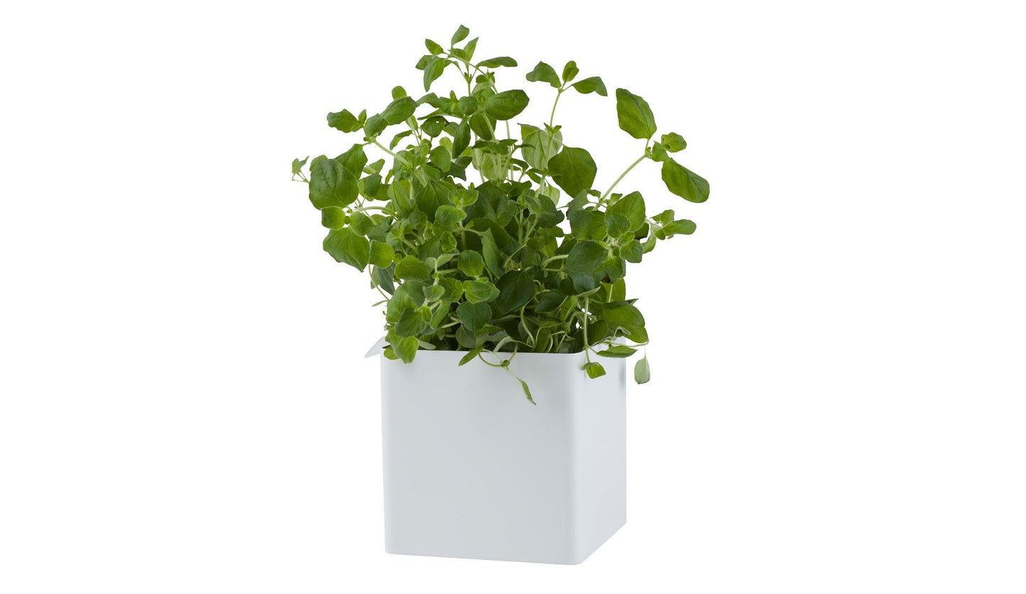 Gejst - Gejst Flex Box für magnetische Regalleiste - Wandregale - Sarto Group