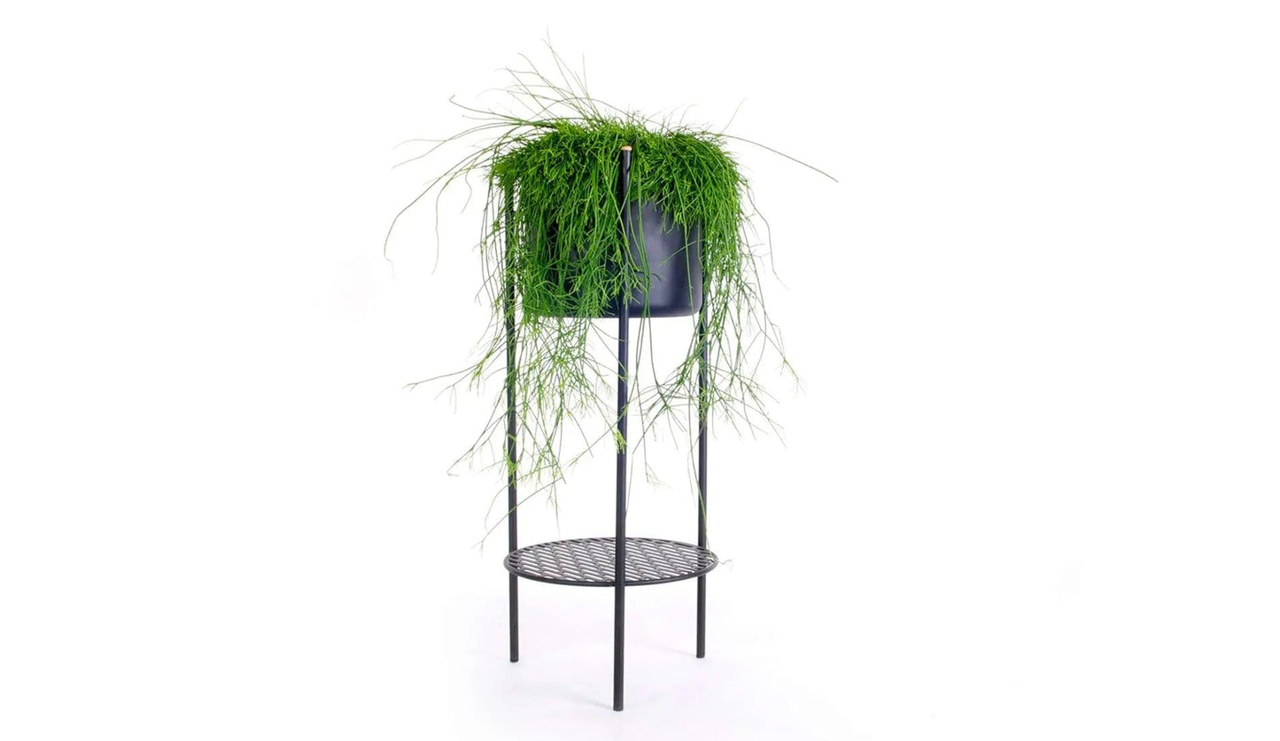 XLBoom - XLBoom Ent Blumenständer - Blumenständer - Sarto Group